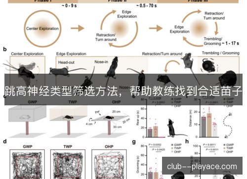 跳高神经类型筛选方法，帮助教练找到合适苗子